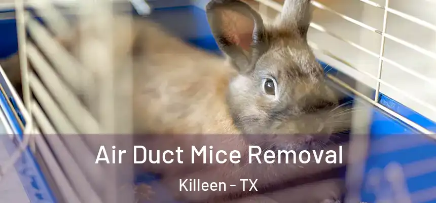 Air Duct Mice Removal Killeen - TX